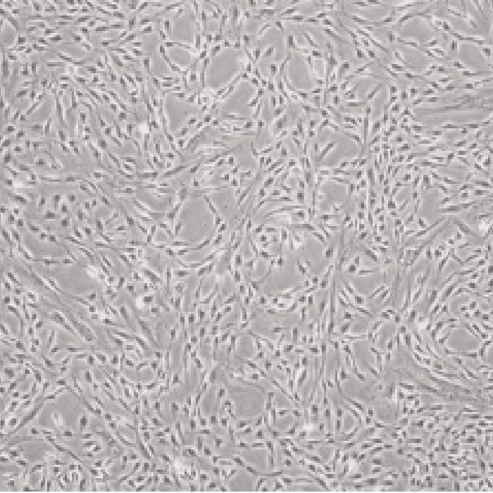 01 幹細胞の研究